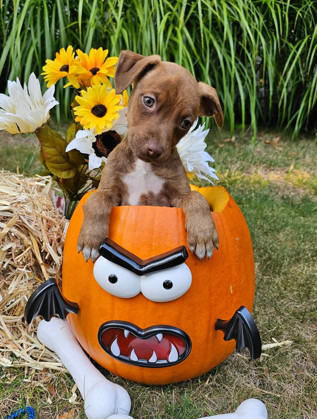 adoptable Dog in Randolph, NJ named French Toast Bagel