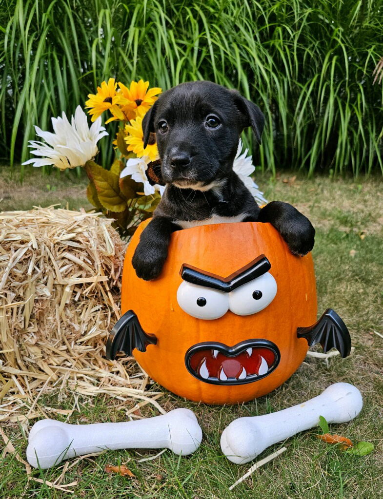 adoptable Dog in Randolph, NJ named Lox Bagel