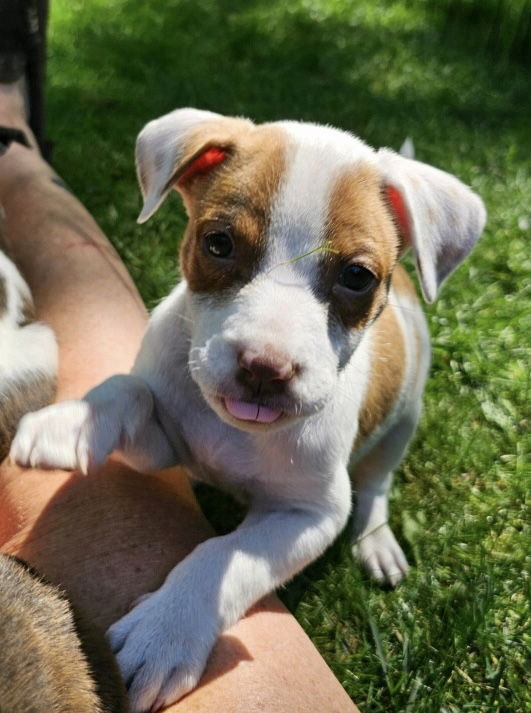 adoptable Dog in Randolph, NJ named Cream Cheese Bagel