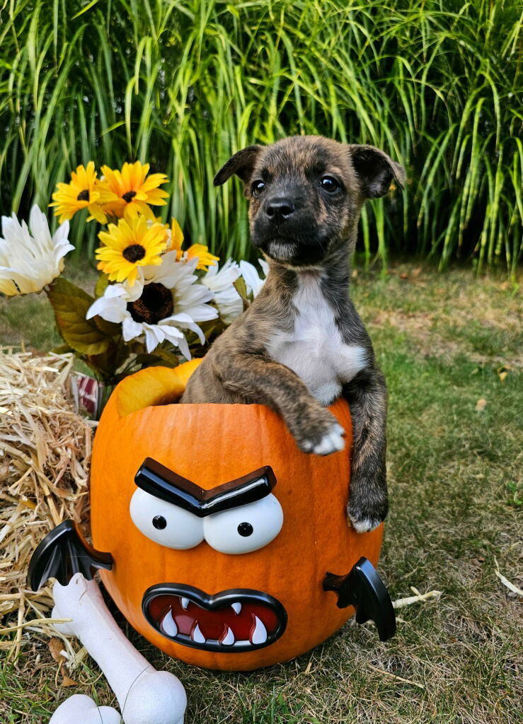 adoptable Dog in Randolph, NJ named Jalapeno Cheddar Bagel