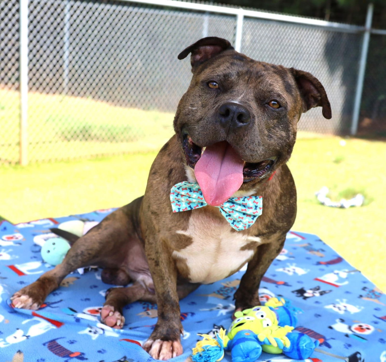 adoptable Dog in Rockaway, NJ named Teddy Athens