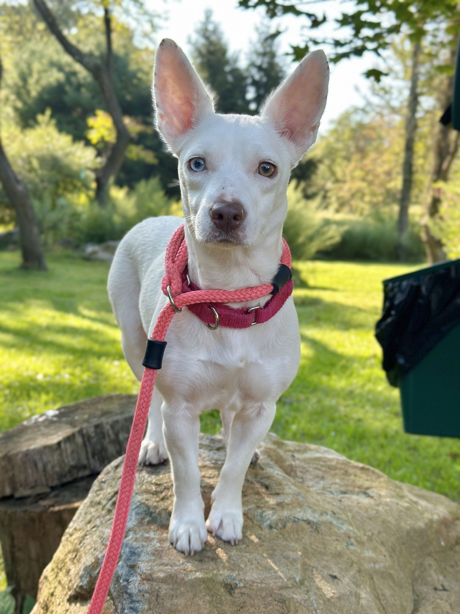 adoptable Dog in Randolph, NJ named Lil Yuki Athens