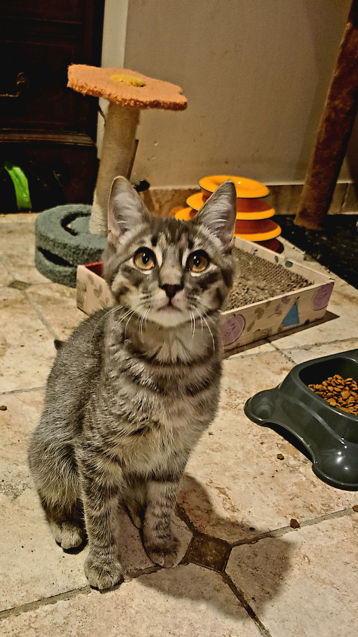 adoptable Cat in Rockaway, NJ named Sandy KITTEN