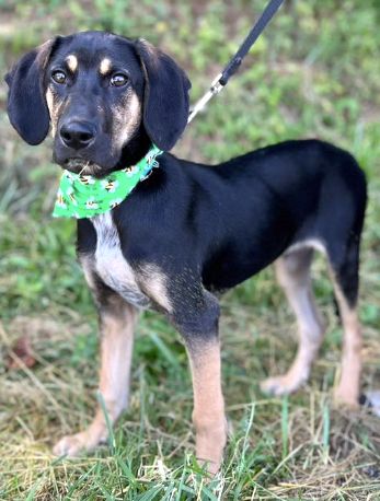 adoptable Dog in Rockaway, NJ named Todd SCAS