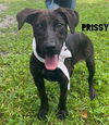 adoptable Dog in Rockaway, NJ named Prissy SCAS