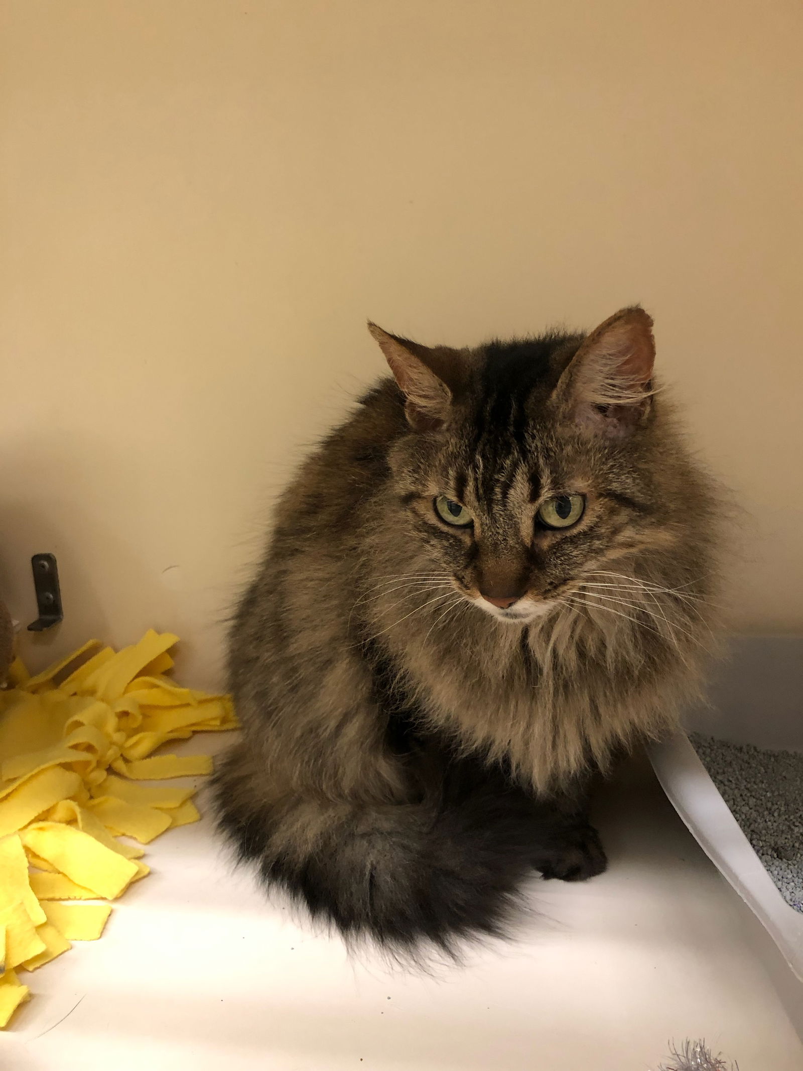 adoptable Cat in Rockaway, NJ named Nugget RM