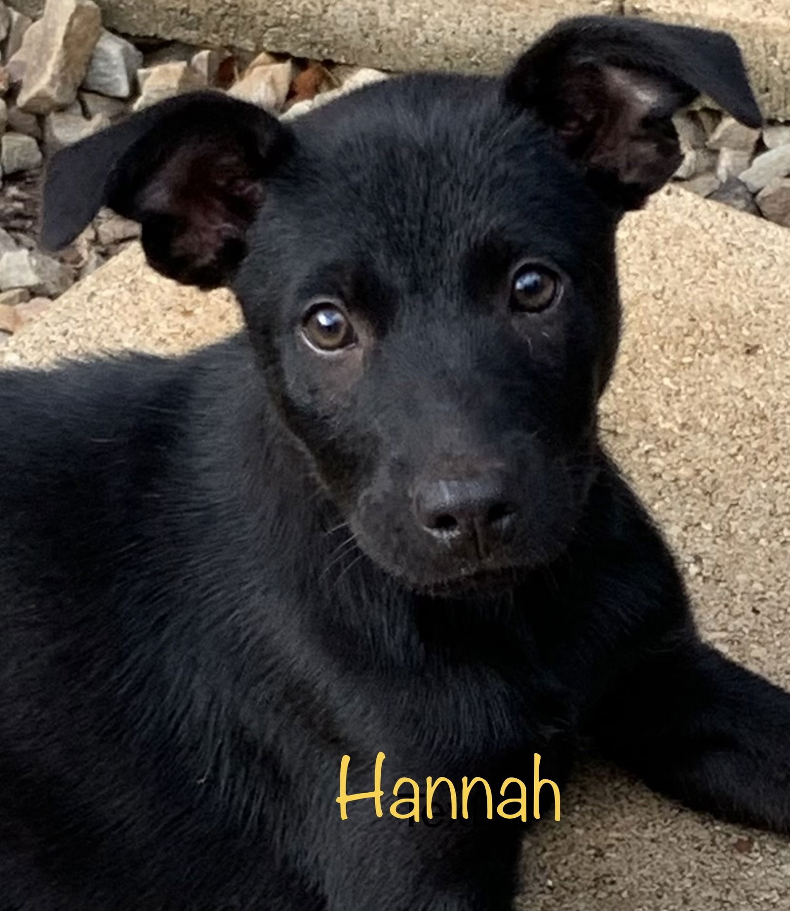 adoptable Dog in Rockaway, NJ named Hannah Lonestar