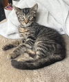 adoptable Cat in Rockaway, NJ named Cappuccino KITTEN