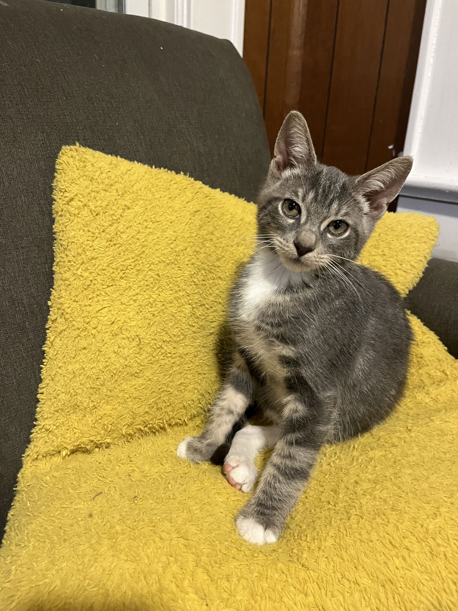 adoptable Cat in Rockaway, NJ named Gelato KITTEN