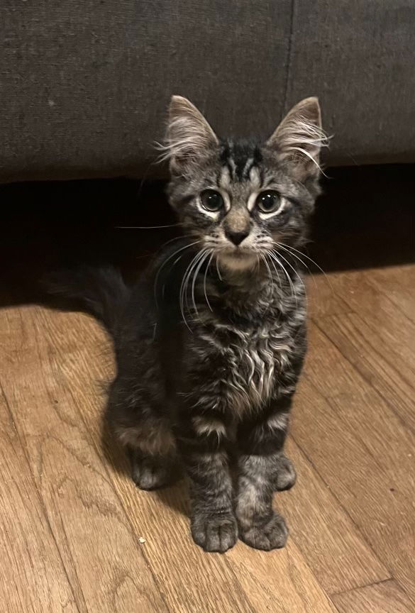 adoptable Cat in Rockaway, NJ named Mocha KITTEN