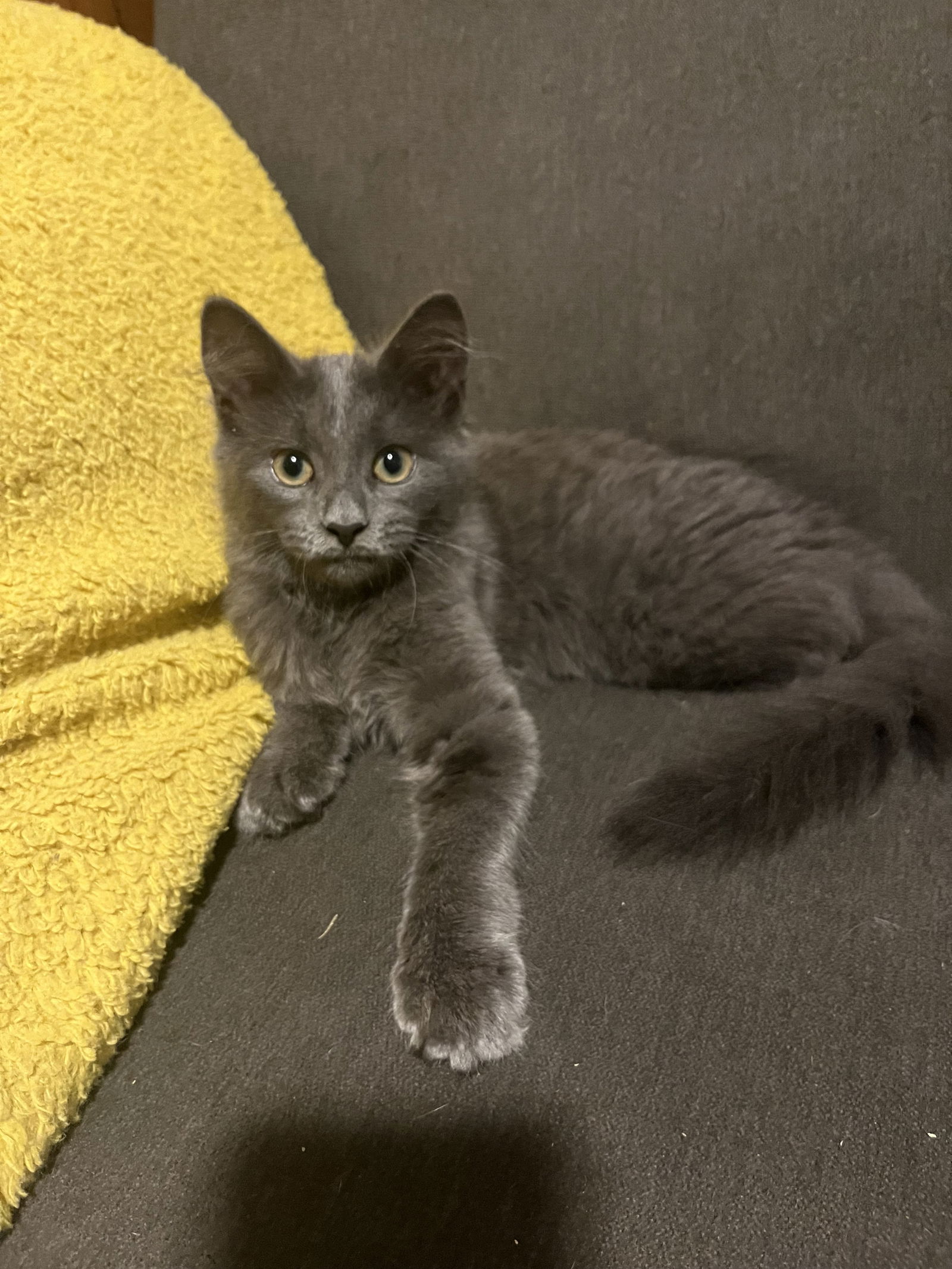 adoptable Cat in Rockaway, NJ named Tiramisu KITTEN