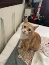 adoptable Cat in Rockaway, NJ named Delbert