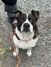 adoptable Dog in Rockaway, NJ named Rosco Russell NJ