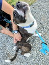 adoptable Dog in  named Rosco Russell NJ