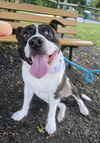 adoptable Dog in  named Rosco Russell NJ