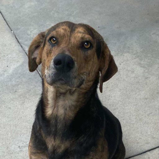 Dog for Adoption Tobin Louisiana, a Catahoula Leopard Dog in Queens