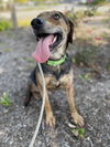 adoptable Dog in  named Tobin Louisiana