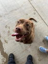 adoptable Dog in Rockaway, NJ named Fina Louisiana