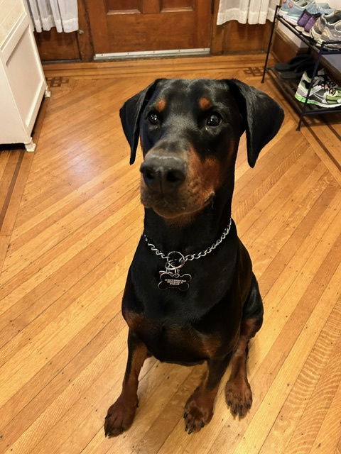 Kato Doberman NJ