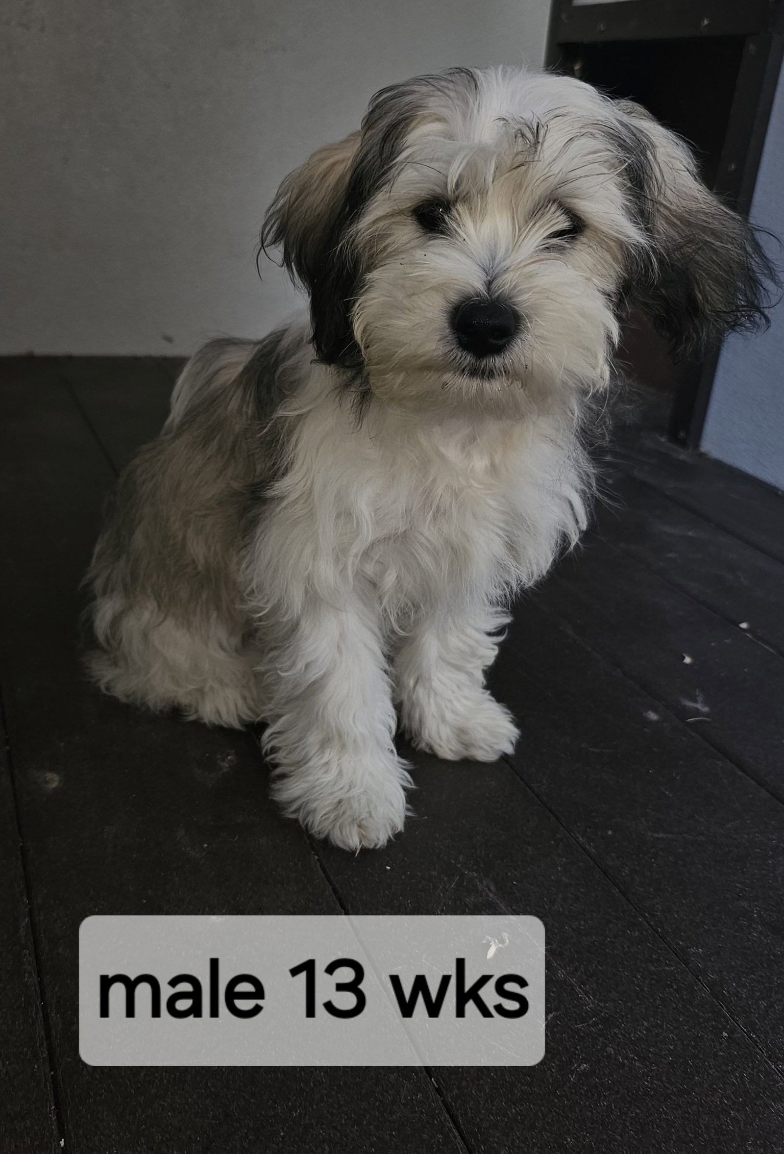 Dog for Adoption Woody Woodpecker JR, a Havanese in Bronx, NY Alpha Paw