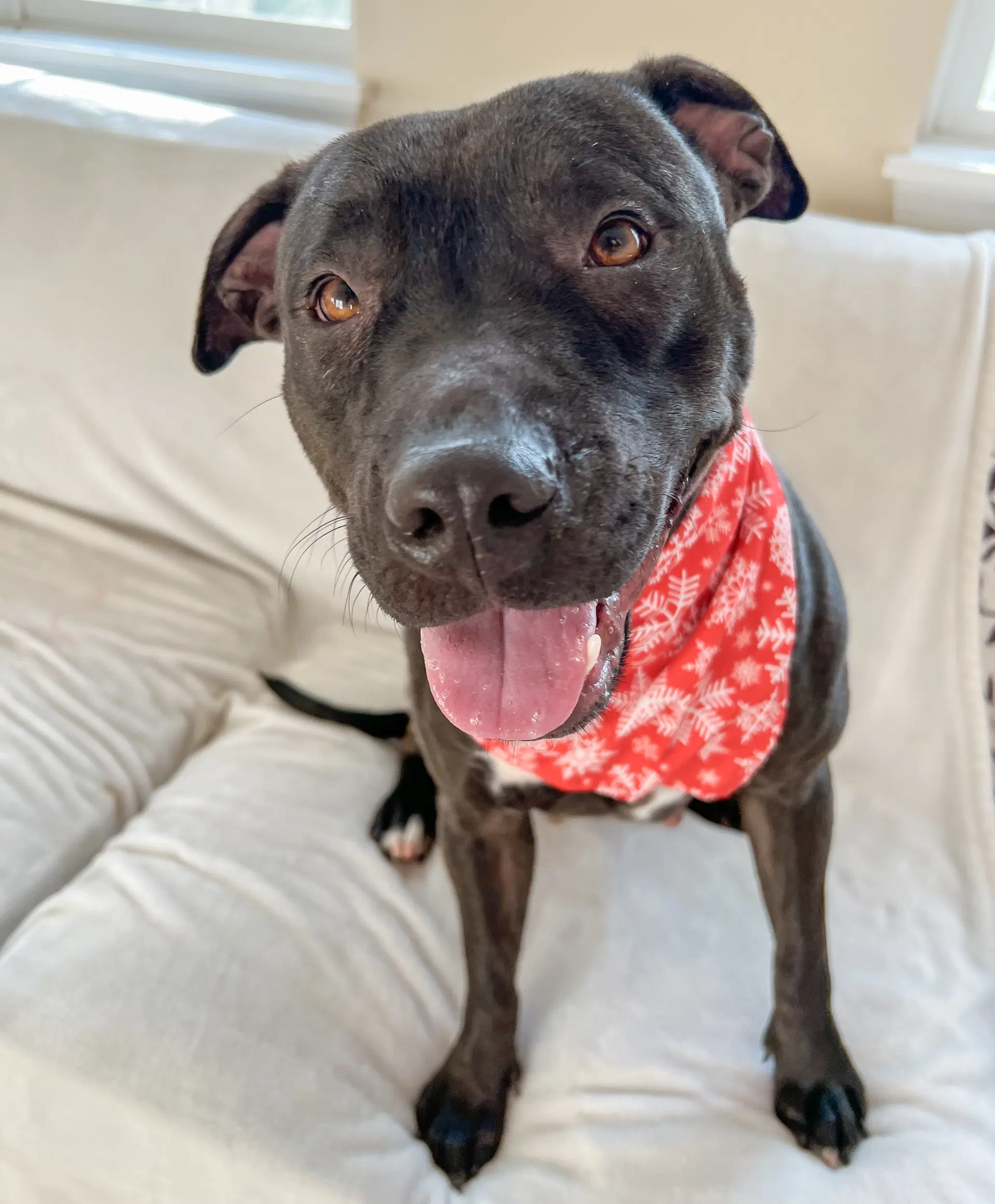 Paris Bagel Momma - American Pit Bull Terrier