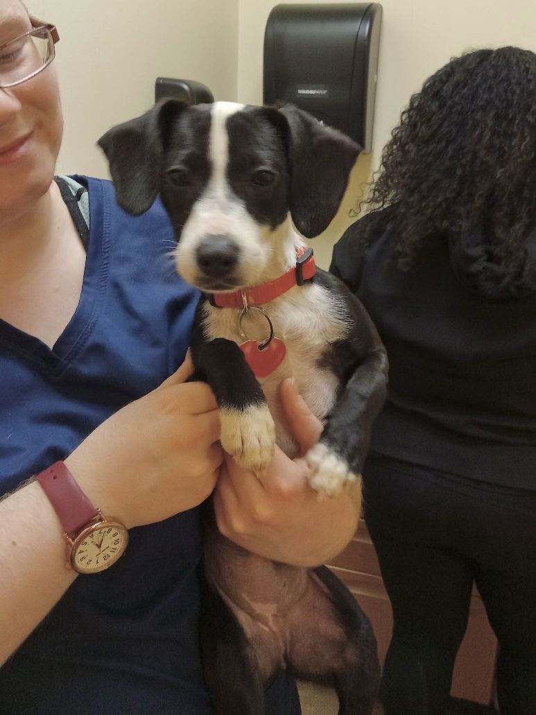 adoptable Dog in Rockaway, NJ named Juniper Lizman