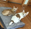 Miley NJ (bonded pair with Carson NJ)