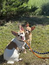 Miley NJ (bonded pair with Carson NJ)