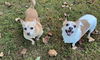 Miley NJ (bonded pair with Carson NJ)