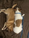 Miley NJ (bonded pair with Carson NJ)