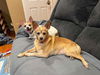 Miley NJ (bonded pair with Carson NJ)