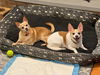 Miley NJ (bonded pair with Carson NJ)