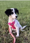 adoptable Dog in  named Squirt Lonestar