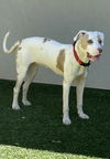 adoptable Dog in  named Abby Rose Lonestar