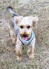 adoptable Dog in  named Brutus Lonestar*