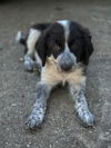 adoptable Dog in Rockaway, NJ named Joplin Lonestar