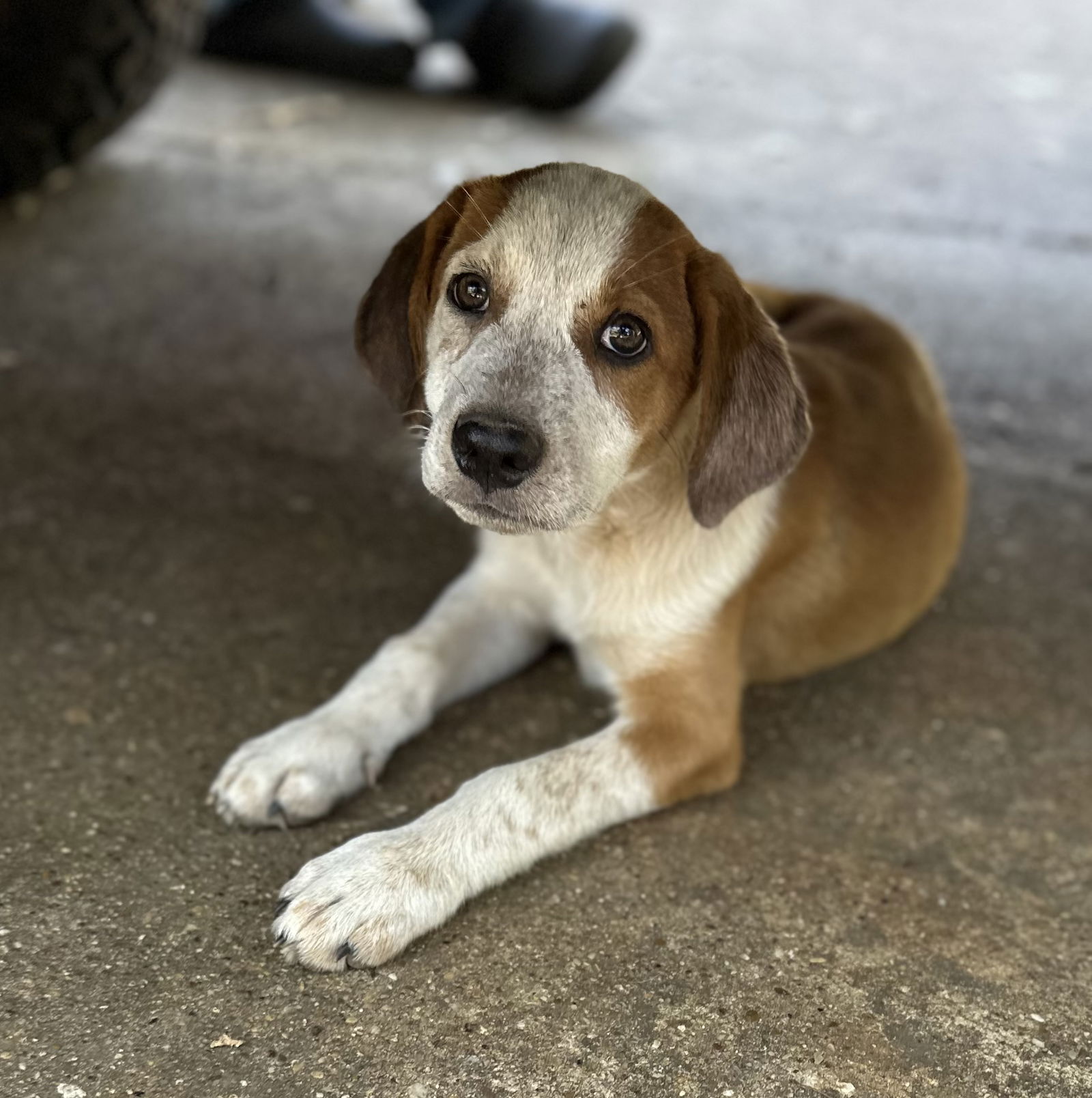 adoptable Dog in Rockaway, NJ named Jonas Lonestar