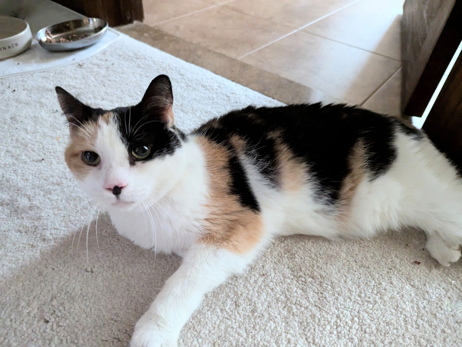 adoptable Cat in Rockaway, NJ named Molly