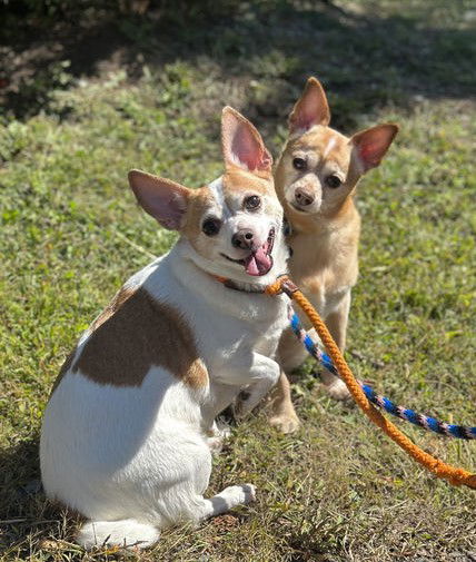 adoptable Dog in Rockaway, NJ named Carson NJ (bonded pair with Miley NJ)