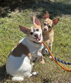 adoptable Dog in , NJ named Carson NJ (bonded pair with Miley NJ)