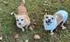 Carson NJ (bonded pair with Miley NJ)