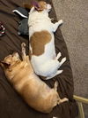 Carson NJ (bonded pair with Miley NJ)