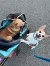 Carson NJ (bonded pair with Miley NJ)