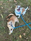 Carson NJ (bonded pair with Miley NJ)