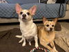 Carson NJ (bonded pair with Miley NJ)