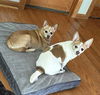 Carson NJ (bonded pair with Miley NJ)