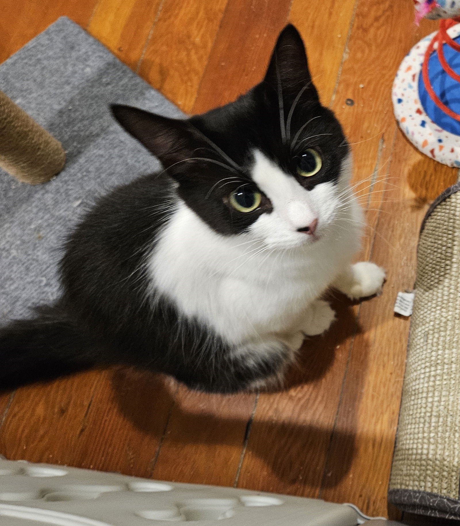 adoptable Cat in Rockaway, NJ named Charlotte