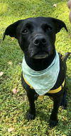 adoptable Dog in , NJ named Lucy Lab Lizman