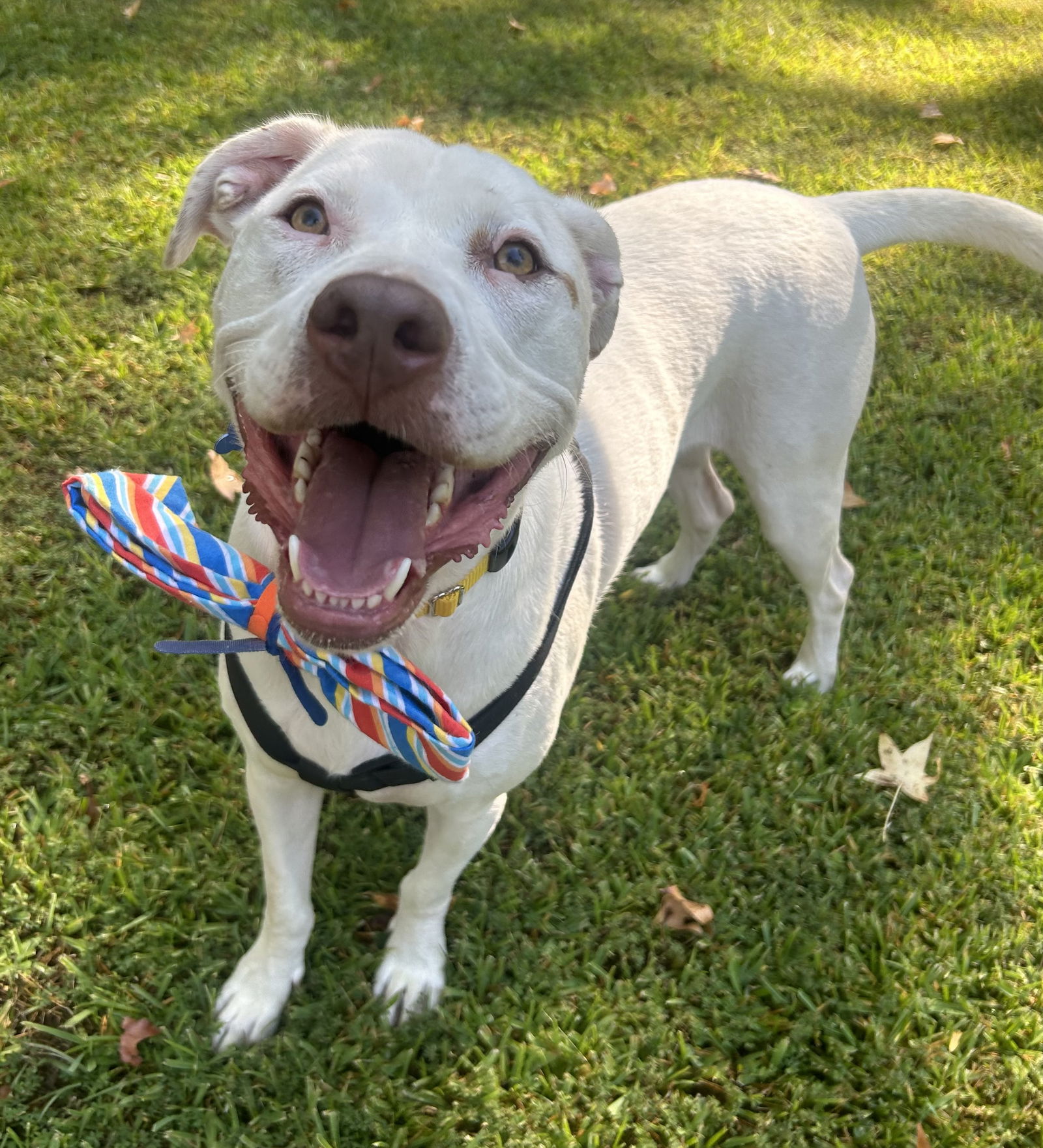 adoptable Dog in Rockaway, NJ named Louie Lizman