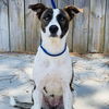 adoptable Dog in , NJ named Millie Barkville